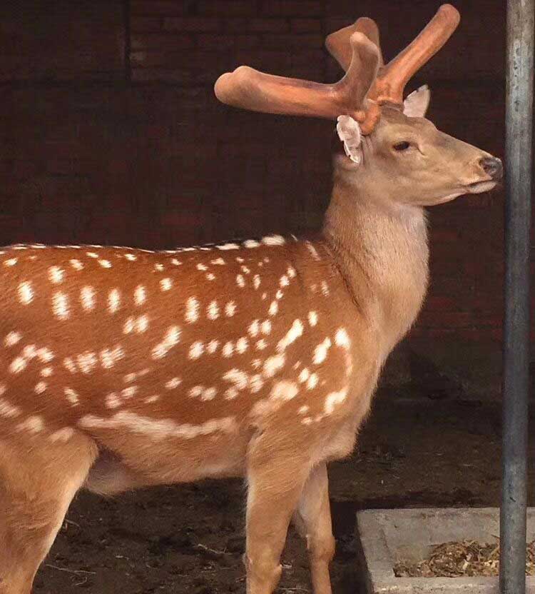 梅花鹿種鹿